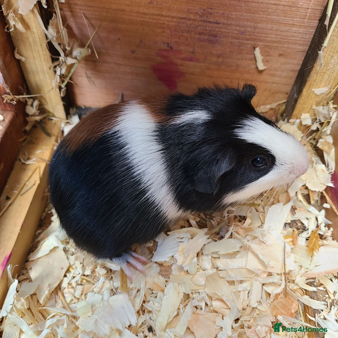 Guinea Pig rodents for sale: Guinea Pigs - Advert 2