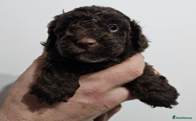 Miniature Poodle dogs - Advert 12