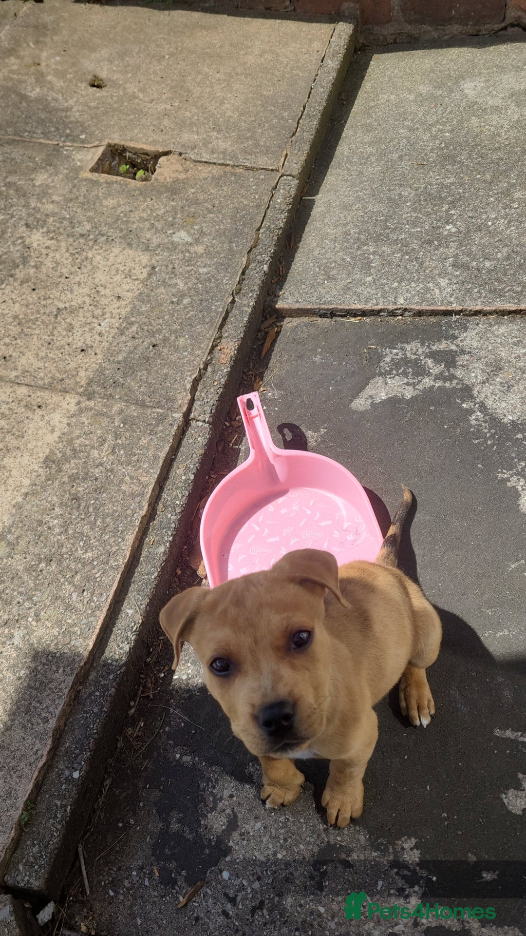 Mixed Breed dogs for sale: American bullweiler  - Image 6
