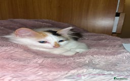 Mixed Breed cats for sale: Beautiful baby kittens 💕 - Image 5
