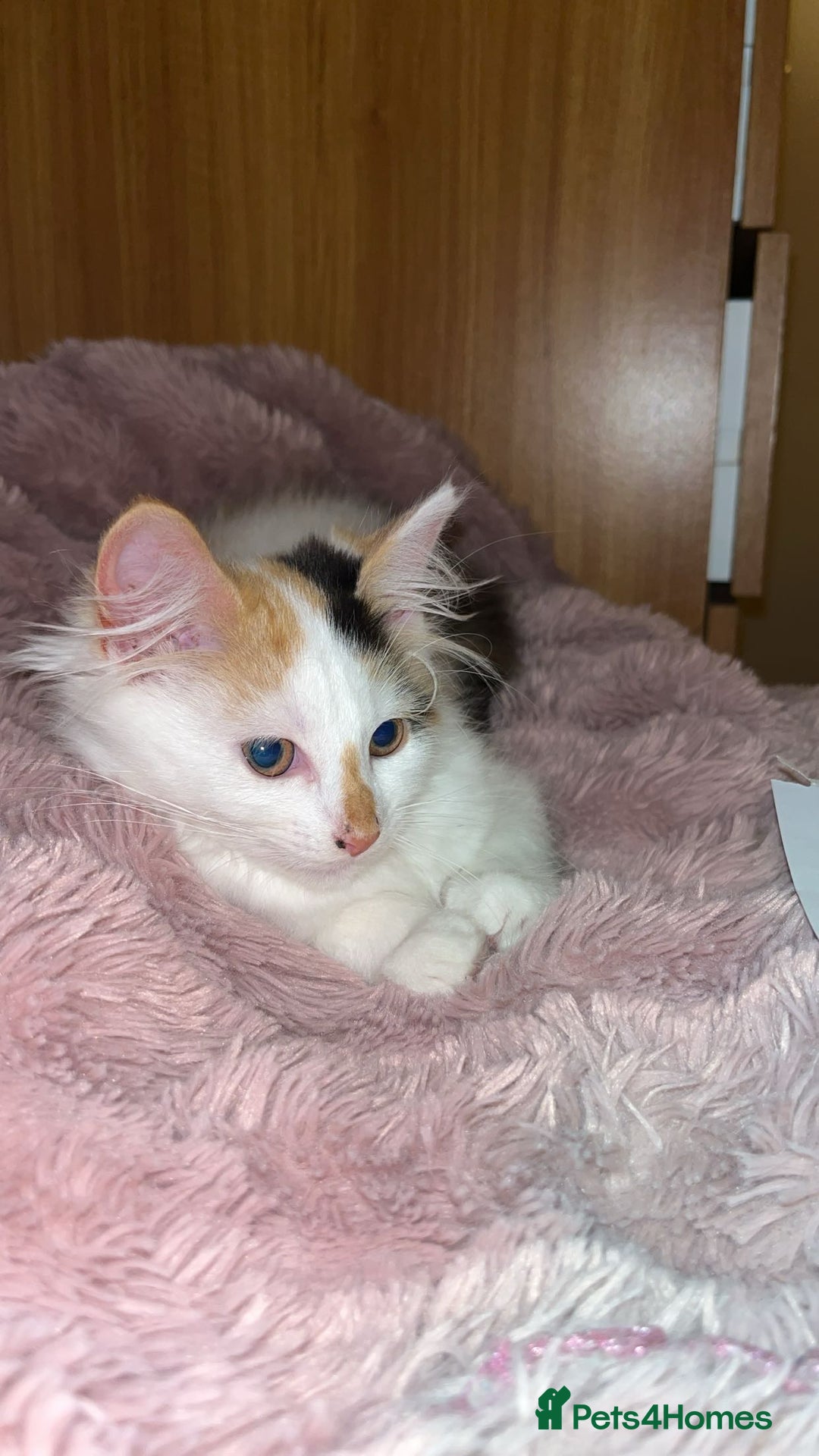Mixed Breed cats for sale: Beautiful baby kittens 💕 - Image 5