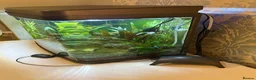 Other/Mixed Breed fish for sale: 60 Litre fish tank, accessories and fish - Advert 2