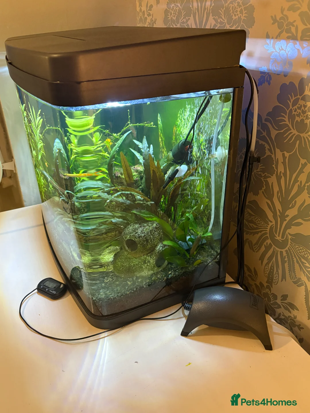 Other/Mixed Breed fish for sale: 60 Litre fish tank, accessories and fish - Advert 2