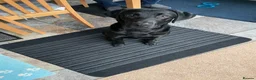 Labrador Retriever dogs for sale: 11 month old male Black Labrador for sale - Advert 11