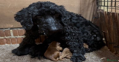 Cockapoo dogs Cockapoo puppies  - Advert 3