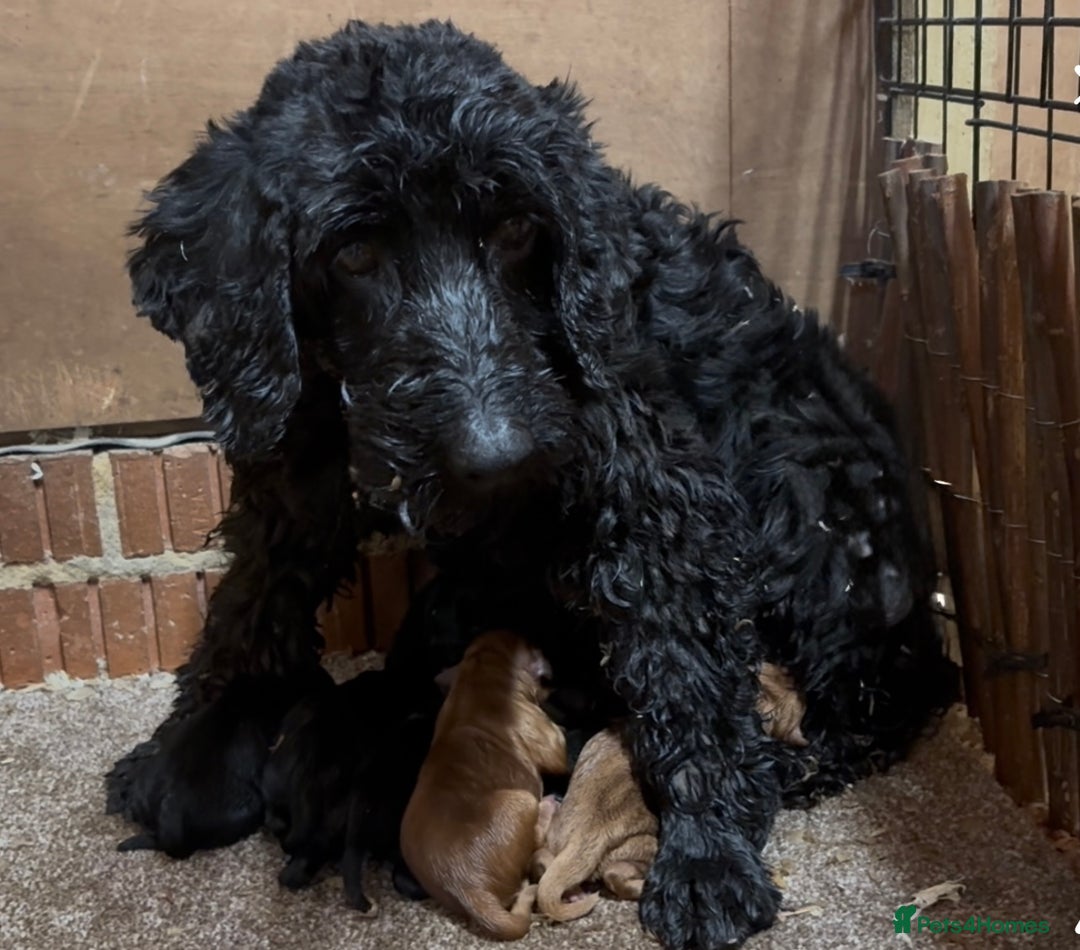 Cockapoo dogs for sale: Cockapoo puppies  - Advert 1