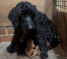 Cockapoo dogs Cockapoo puppies - Advert 3