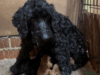 Cockapoo dogs for sale: Cockapoo puppies - Advert 1