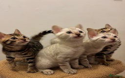 Bengal cats for sale: Snow and Brown boy TICA bengal kittens  - Image 3