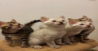 Bengal cats - Advert 11