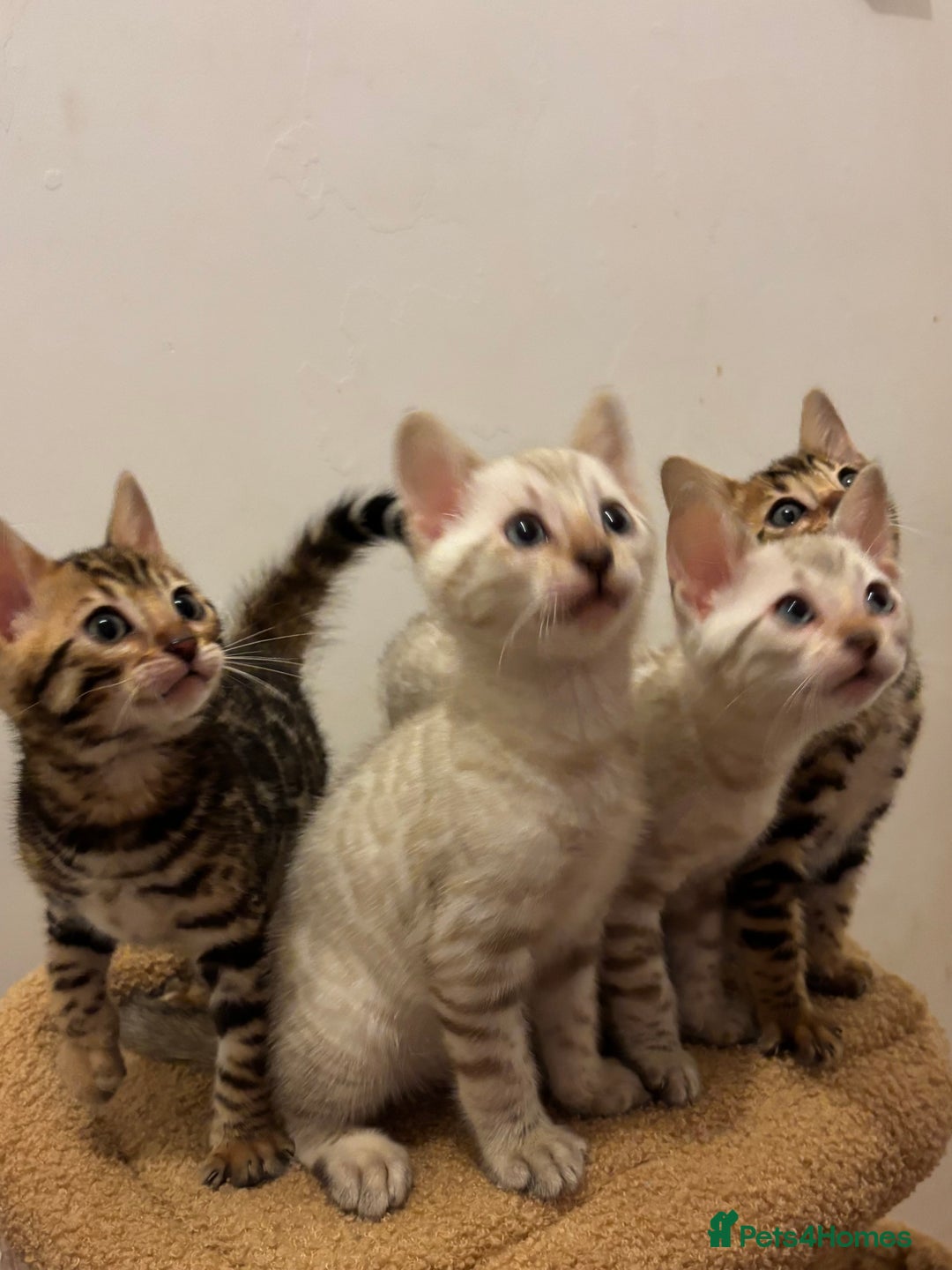 Bengal cats for sale: Snow and Brown boy TICA bengal kittens  - Image 3