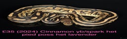 Python Snake reptiles for sale: Various royals for sale. (Reduced)  - Advert 4