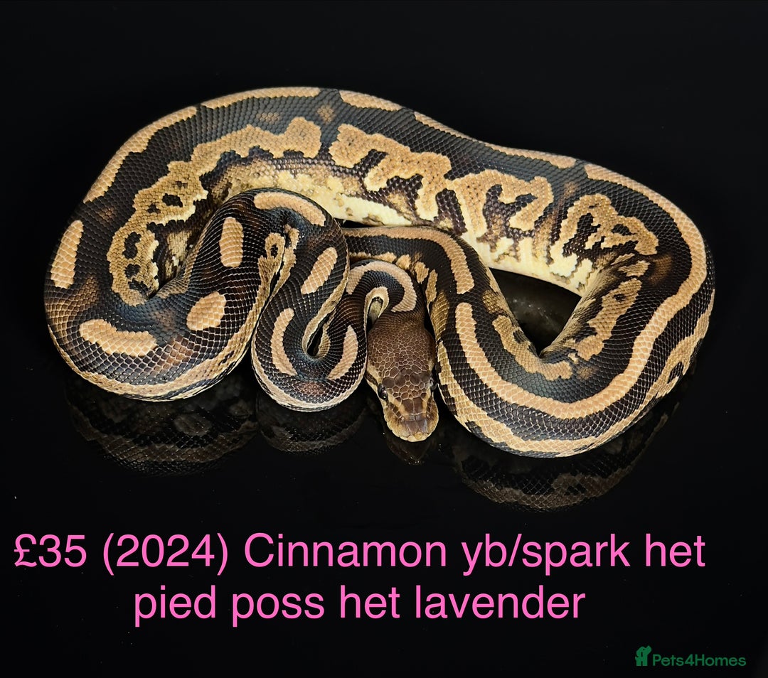 Python Snake reptiles for sale: Various royals for sale. (Reduced)  - Advert 4