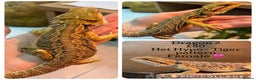 Bearded Dragon reptiles for sale: Baby Hypo Bearded Dragons - Advert 2