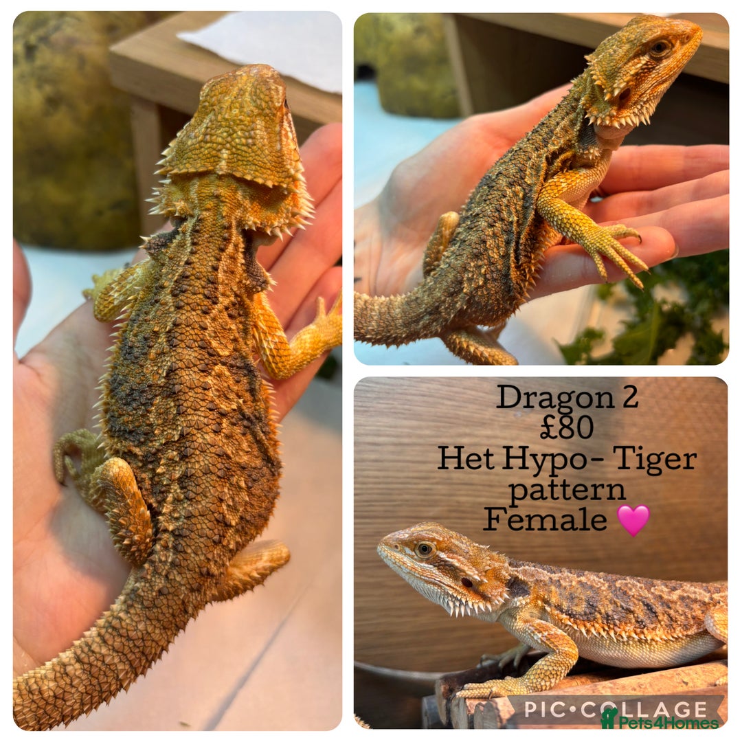 Bearded Dragon reptiles for sale: Baby Hypo Bearded Dragons - Advert 2