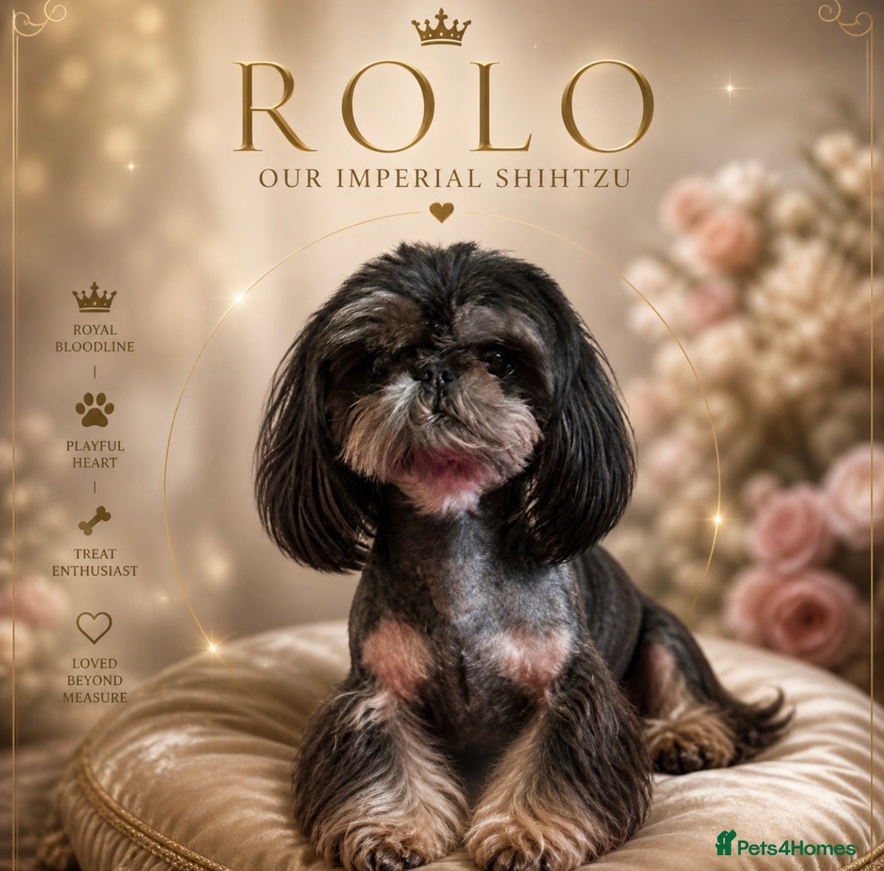Shih Tzu dogs KC Reg Dobie Imperial Shih Tzu Stud (PROVEN) 👑  - Advert 17