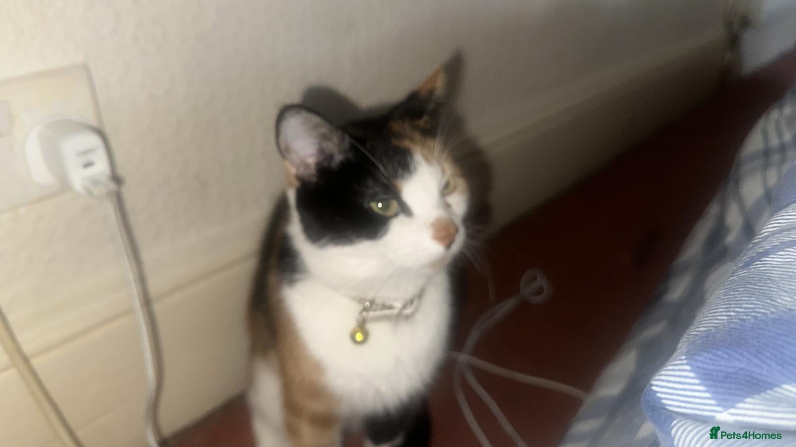 European cats Adorable kittens looking for loving forever homes  - Advert 1