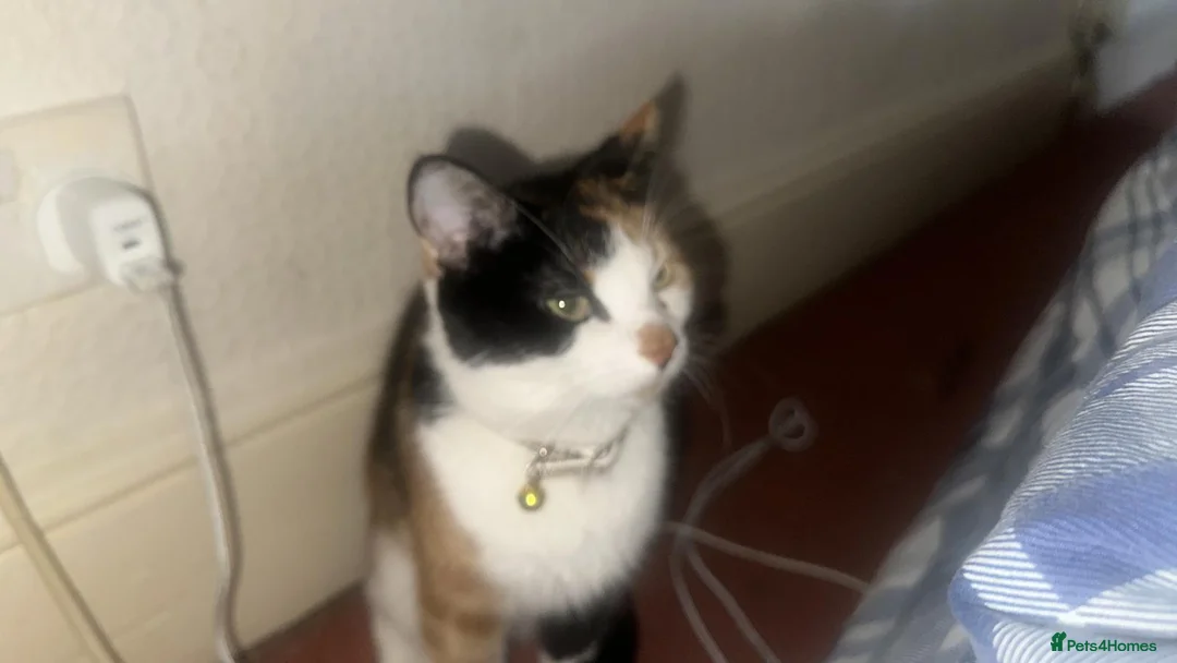 European cats for sale: Adorable kittens looking for loving forever homes  in Wolverhampton - Advert 1