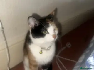 European cats Adorable kittens looking for loving forever homes - Advert 1