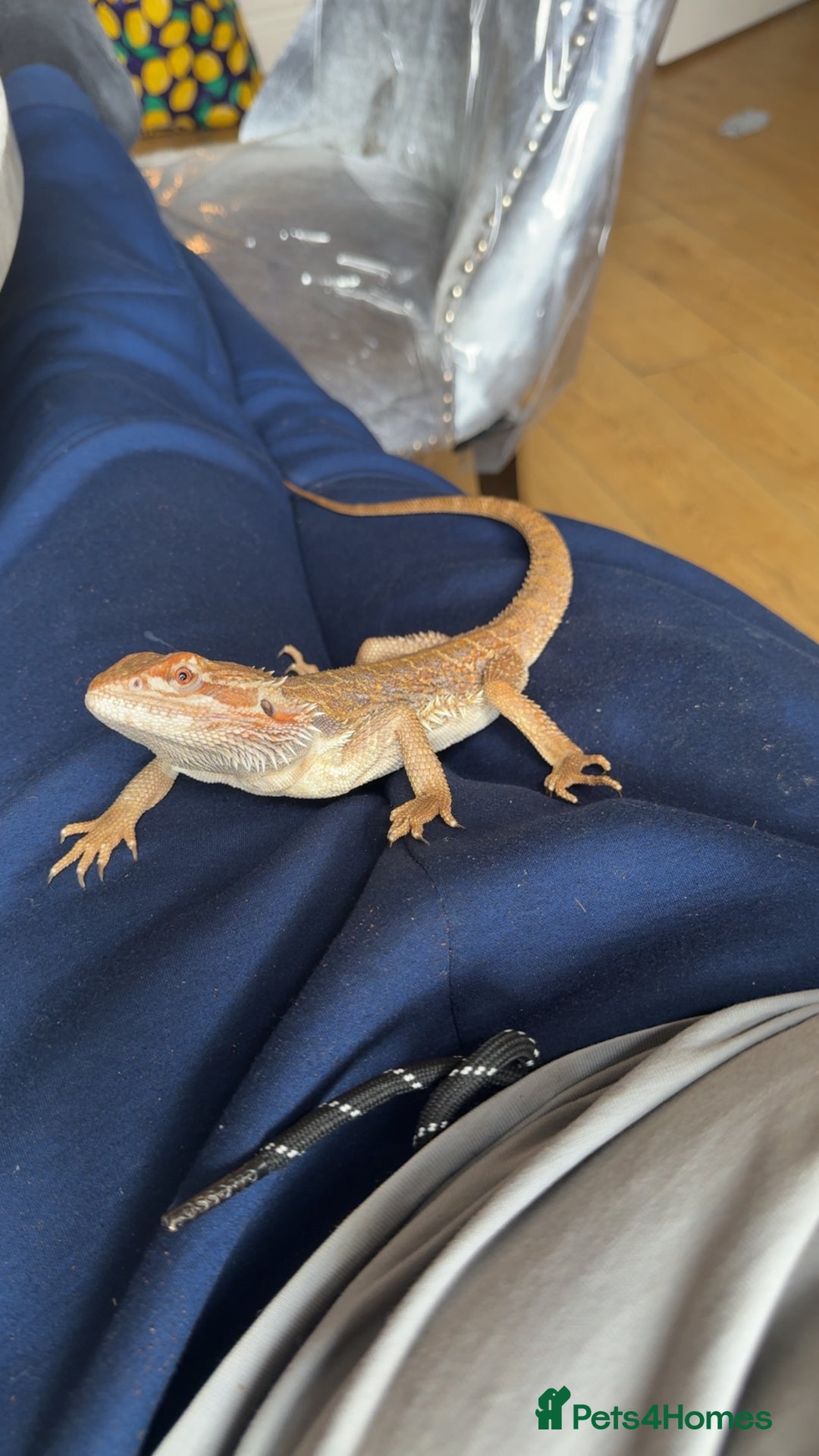 Bearded Dragon reptiles for sale: Bead dragon for sell  - Advert 3