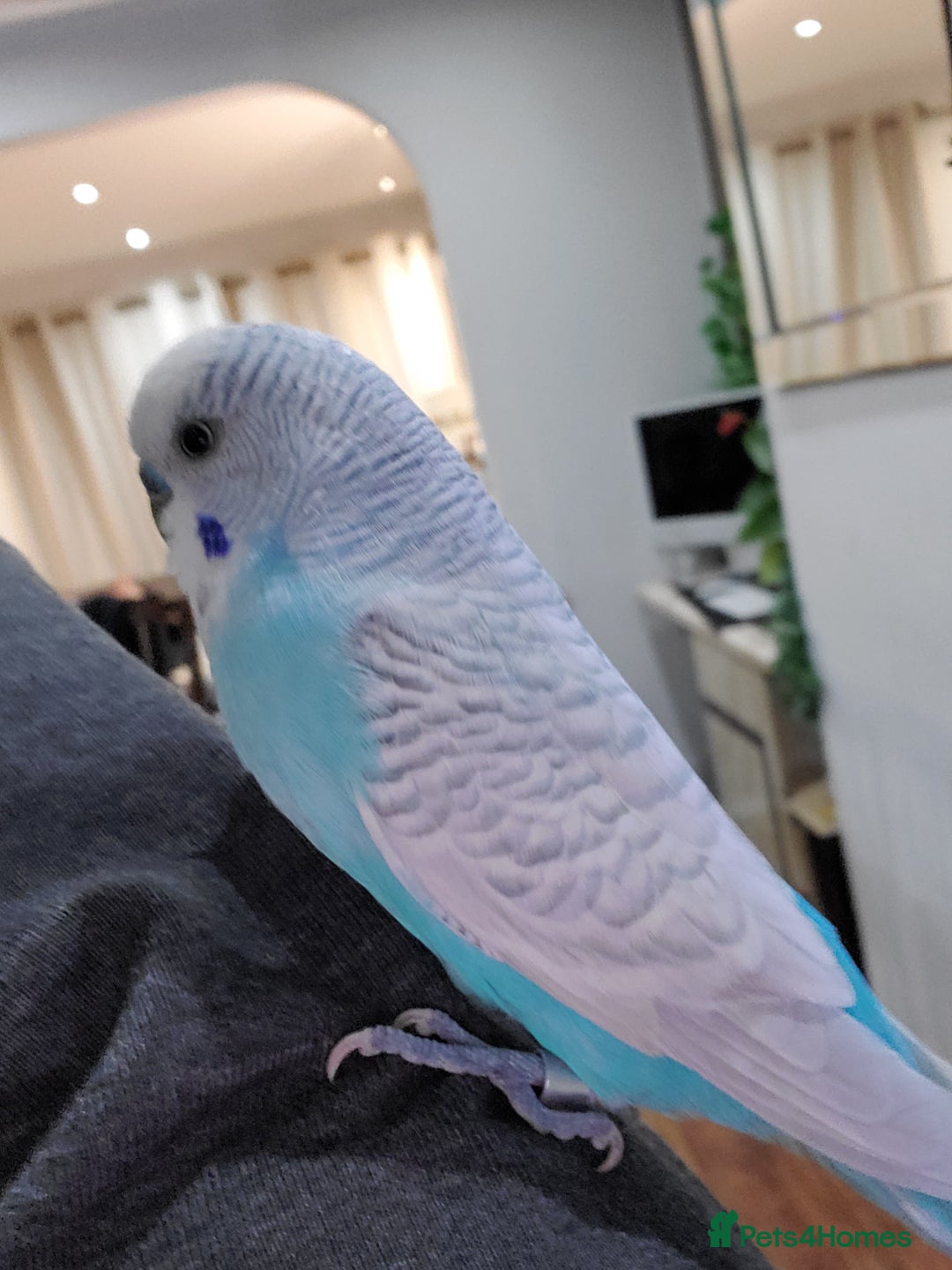 Budgerigars birds for sale: 4 budgies for sale, CHEAP and URGENT ❤ - Advert 7