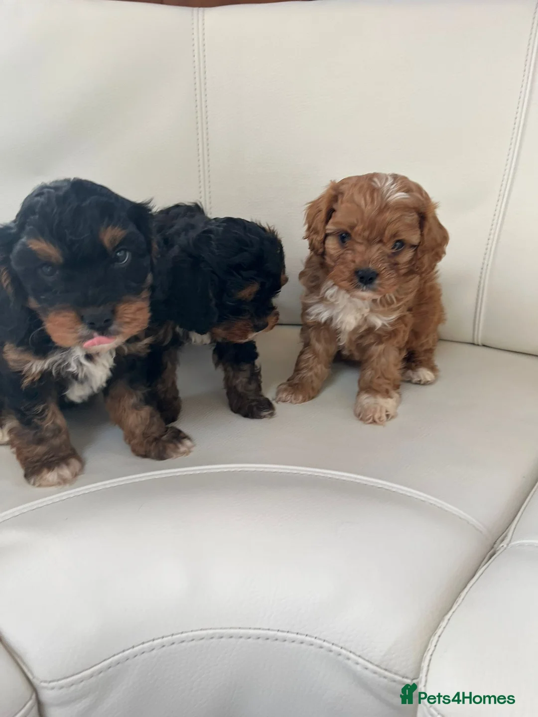 Cavapoo dogs for sale: Cavapoo (Girls) in High Wycombe - Advert 2