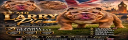 English Bulldog dogs for stud: Larry - Advert 2