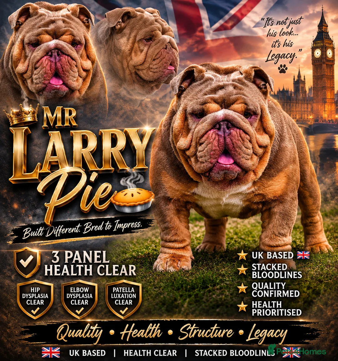 English Bulldog dogs for stud: Larry - Advert 2