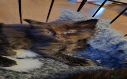Maine Coon cats for sale: Stunning Maine Coon X  - Image 7