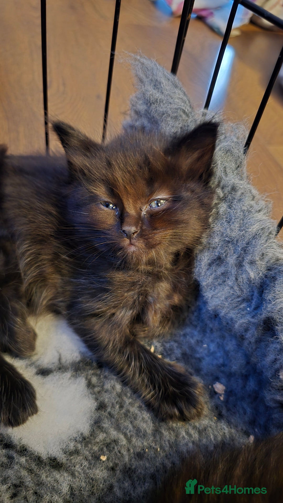 Maine Coon cats for sale: Stunning Maine Coon X  - Image 7