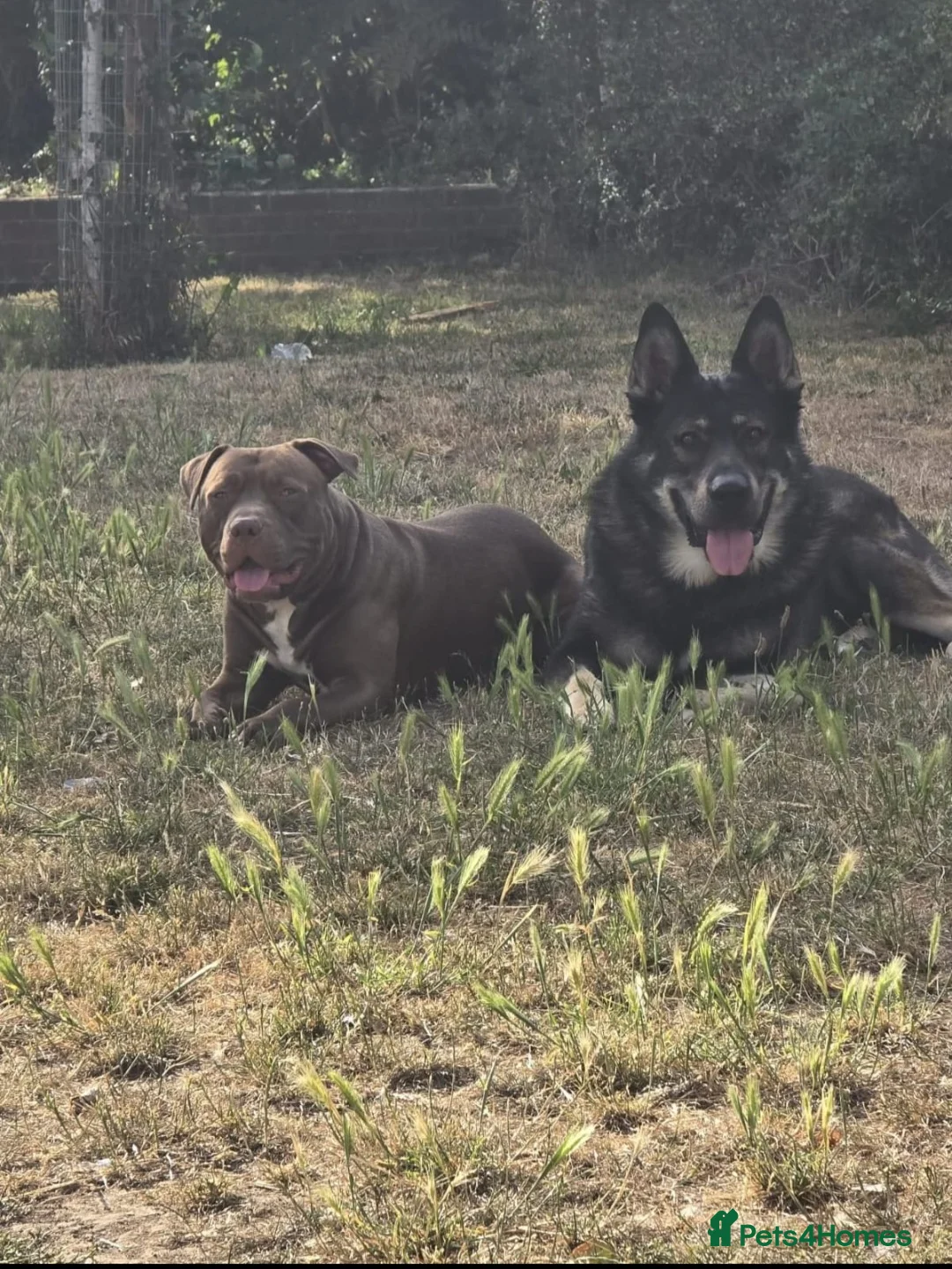 German Shepherd dogs for stud: German shepherd for stud - Advert 3