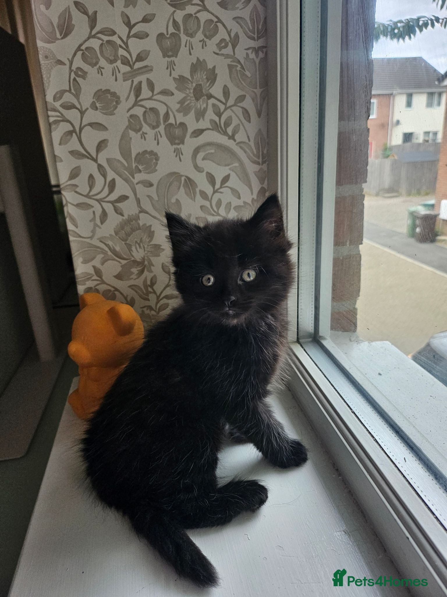 Mixed Breed cats 4 Blue Russian X kittens available  - Advert 2
