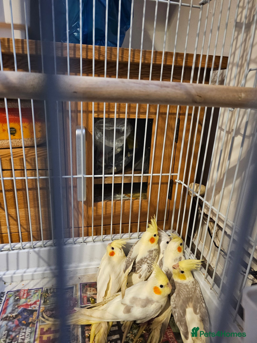 Cockatiels birds for sale: Cockatiel - Advert 3