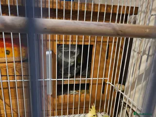 Cockatiels birds Cockatiel - Advert 15