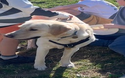 Goldador dogs for sale: Lovely Rowan needs new home. - Image 1