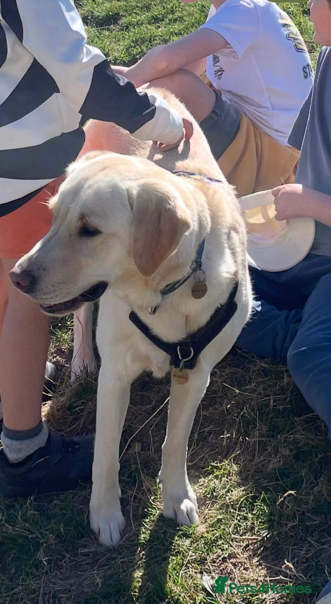 Goldador dogs for sale: Lovely Rowan needs new home. - Image 1