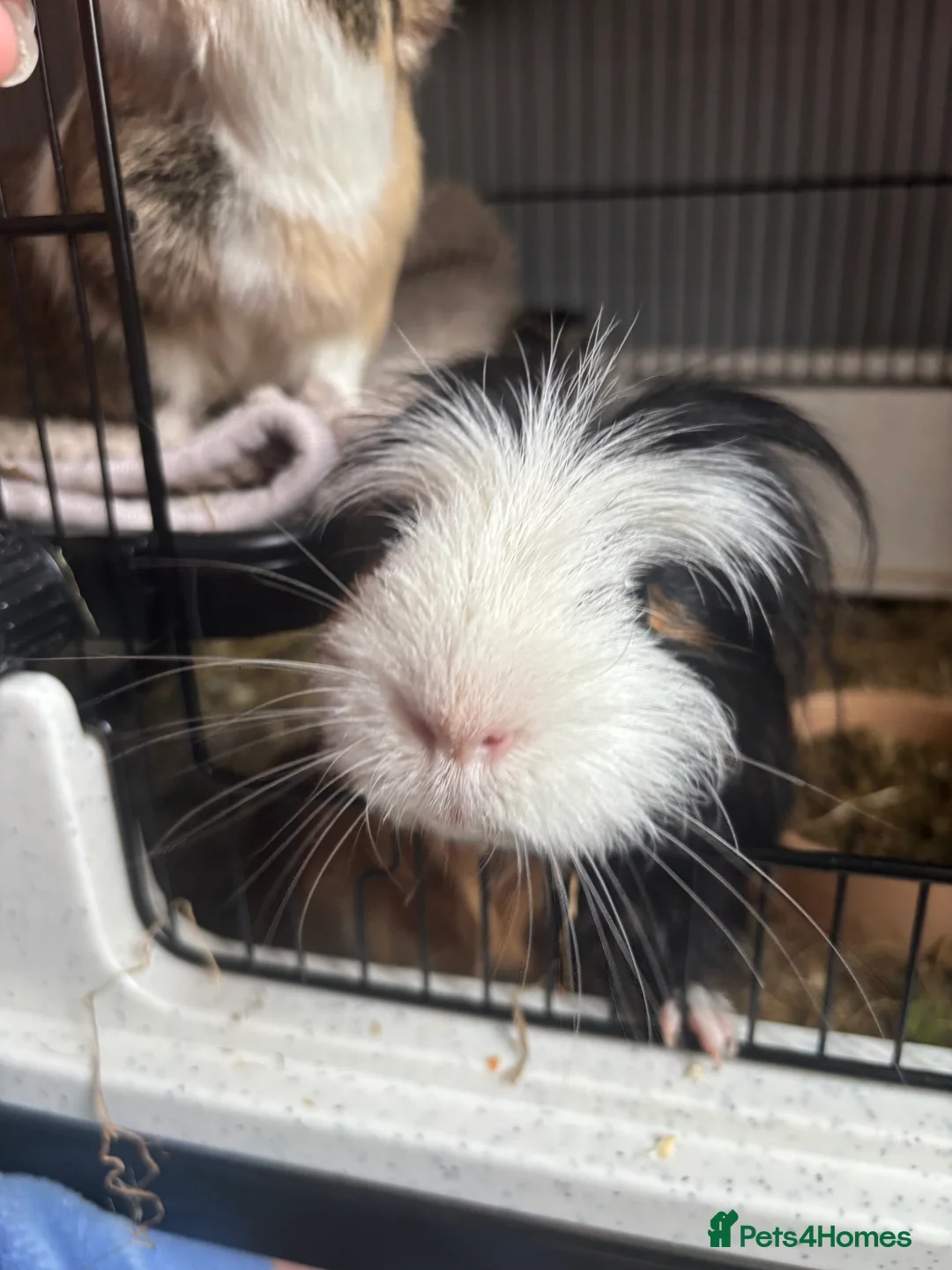 Guinea Pig rodents for sale: 2 male guinea pigs, cage, and all accessories - Advert 5