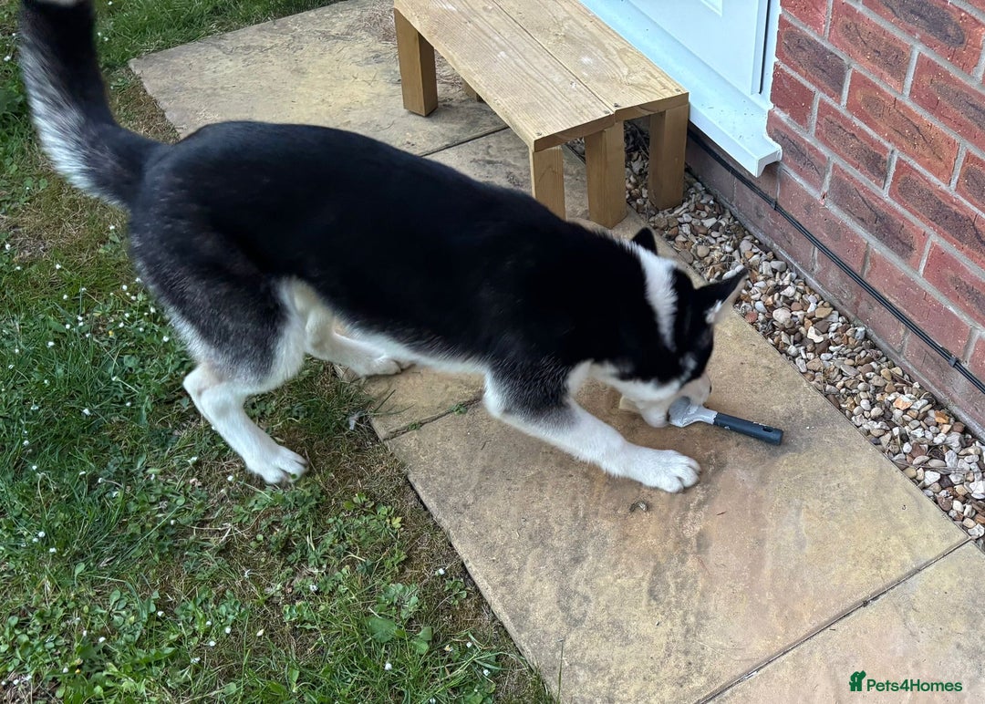 Siberian Husky dogs for sale: Siberian husky 9 months old  - Image 7