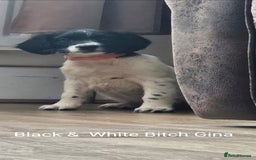 English Springer Spaniel dogs for sale: English KC Reg Springer Spaniels For Sale - Image 17