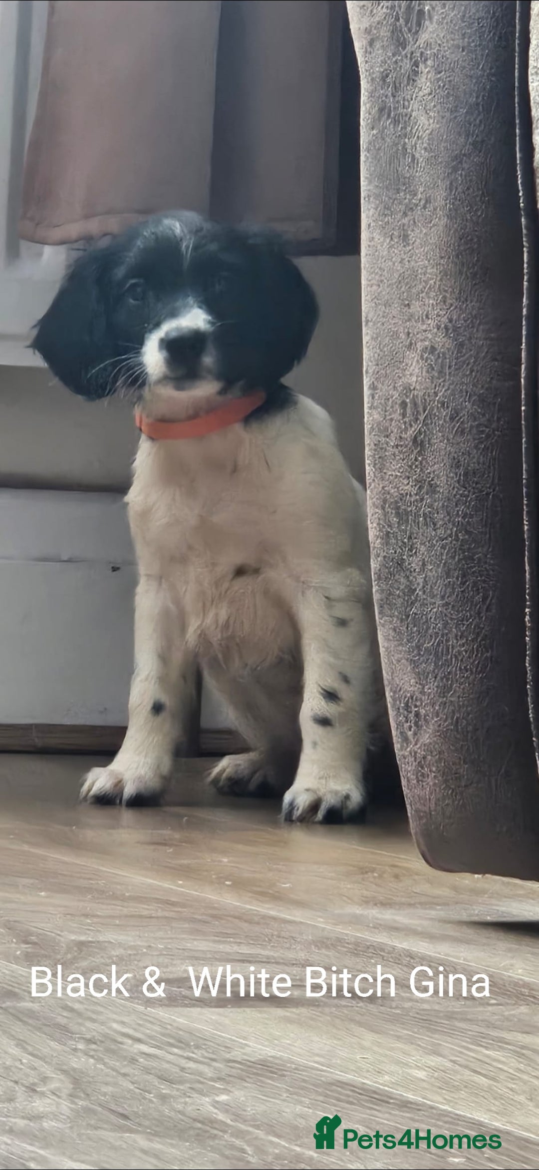 English Springer Spaniel dogs for sale: English KC Reg Springer Spaniels For Sale - Image 17