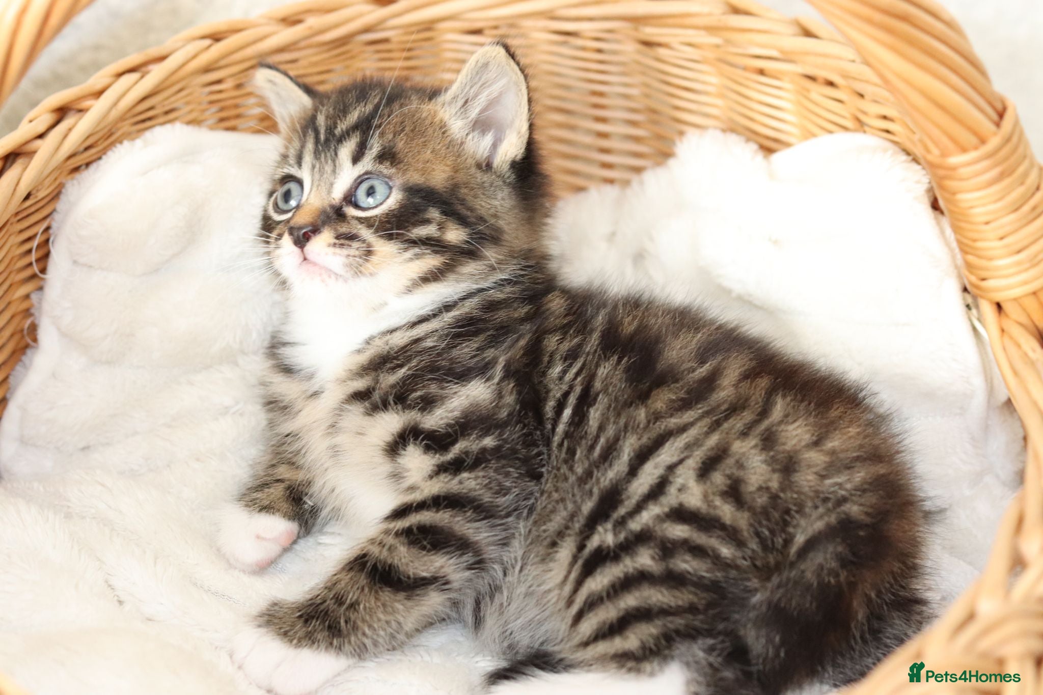 Mixed Breed cats Meet Our Beautiful Kittens! 🐾 - Advert 15