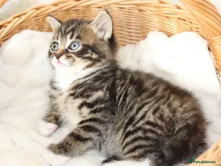 Mixed Breed cats Meet Our Beautiful Kittens! 🐾 - Advert 15