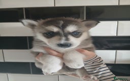 Siberian Husky dogs for sale: Husky pups for sale - Image 1