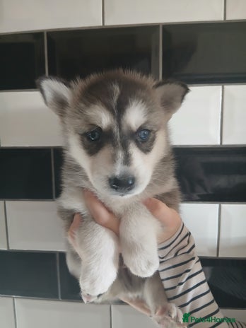 Siberian Husky dogs - Advert 1
