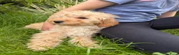 Labradoodle dogs for sale: Stunning miniature multigen labradoodle puppies - Advert 5