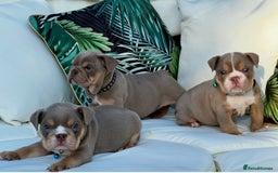 English Bulldog dogs for sale: Champion Bloodlines KC British Bulldogs - Image 16