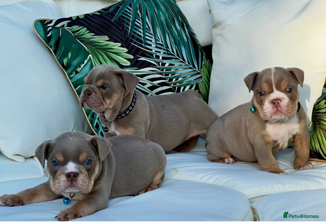 English Bulldog dogs for sale: Champion Bloodlines KC British Bulldogs - Image 16