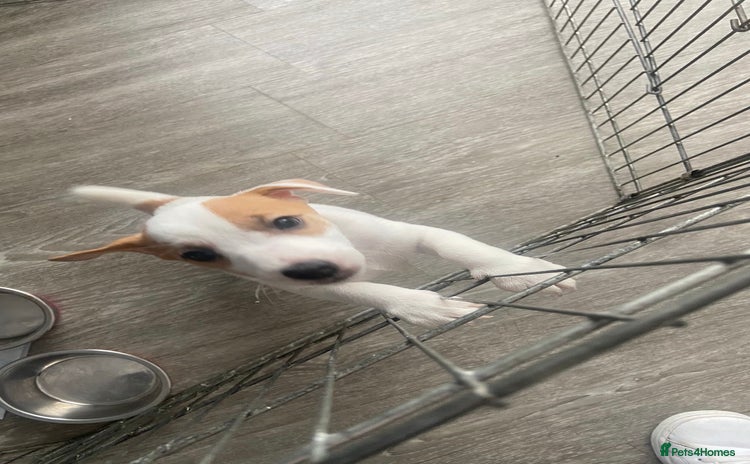 Jack Russell dogs - Advert 2