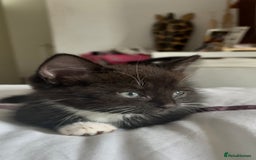 Mixed Breed cats for sale: Delightful mix-breed Siamese-black tabby-kittens - Image 20