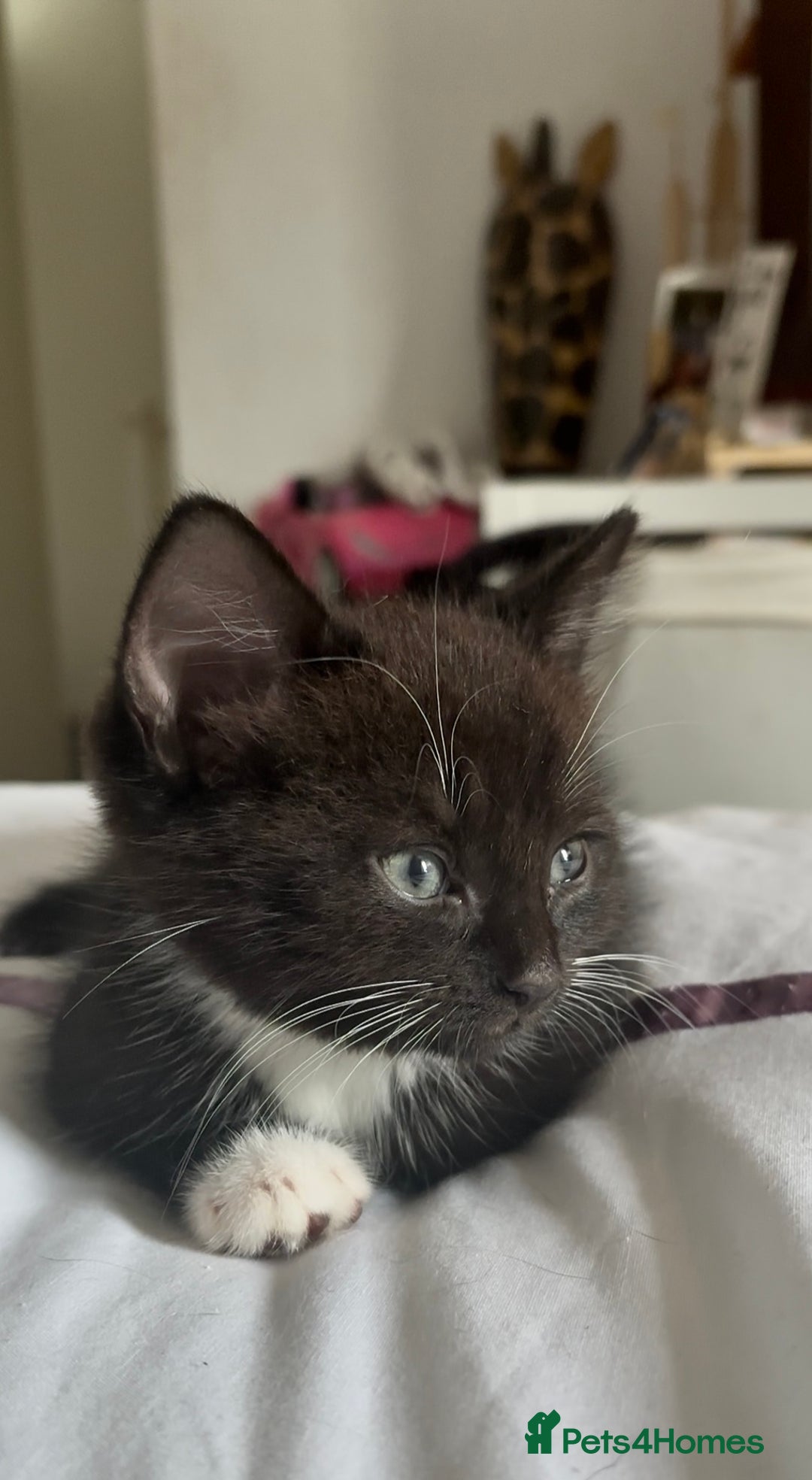 Mixed Breed cats for sale: Delightful mix-breed Siamese-black tabby-kittens - Image 20